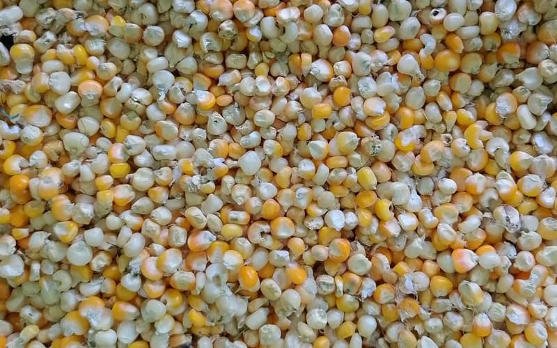Maize / Corn